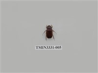 藏品(台灣褐栗金龜)的圖片